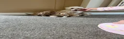 Maltipoo dogs for sale: F1 Toy Maltipoo puppies - Advert 1