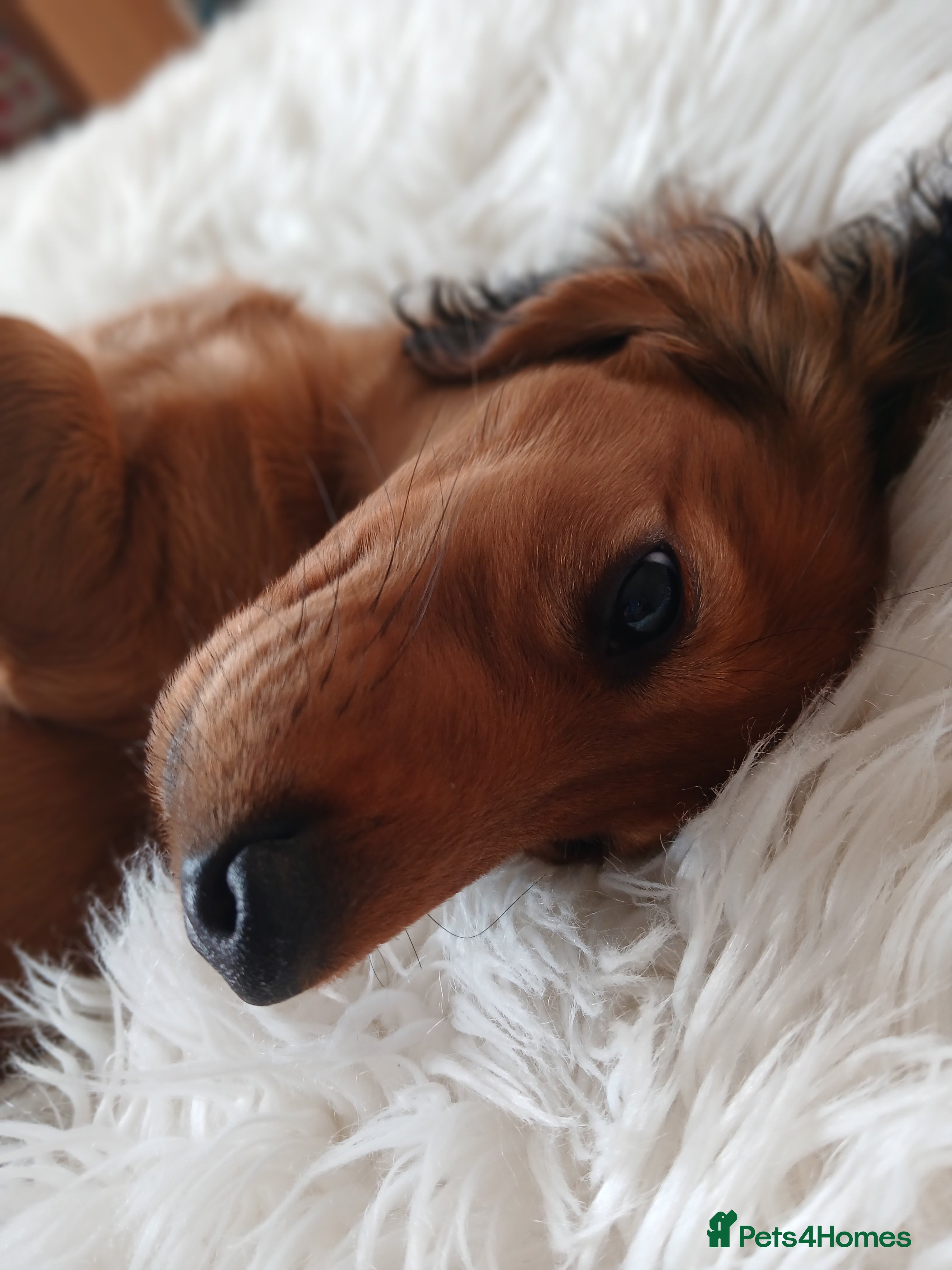 Dachshund dogs Longhaired dachshunds  - Advert 23