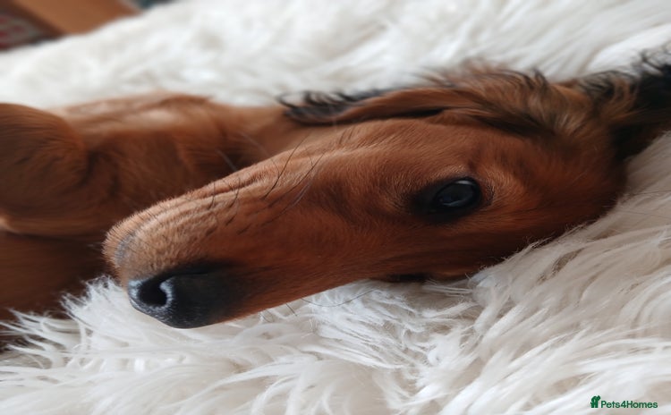 Dachshund dogs - Advert 1