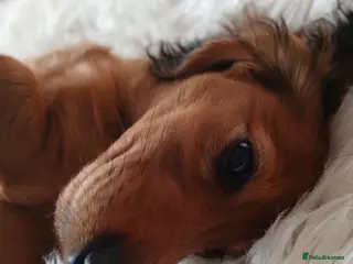 Dachshund dogs Longhaired dachshunds - Advert 23