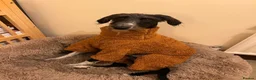 Mixed Breed dogs for sale: Lurcher (Saluki x Bedlington/Whippet) 3 years  - Advert 6