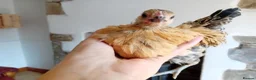 Chickens poultry for sale: Indoor Therapy Serama Hen -  Highly Tame - Advert 8