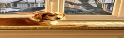 Beagle dogs for adoption: Otto (Beagle) in London - Advert 10