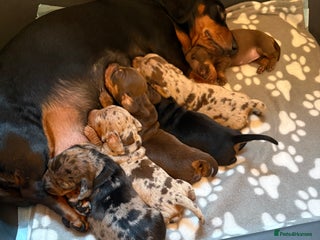 Miniature Dachshund dogs - Advert 19