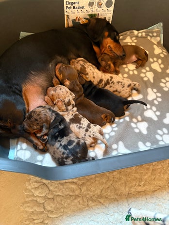 Miniature Dachshund dogs - Advert 8