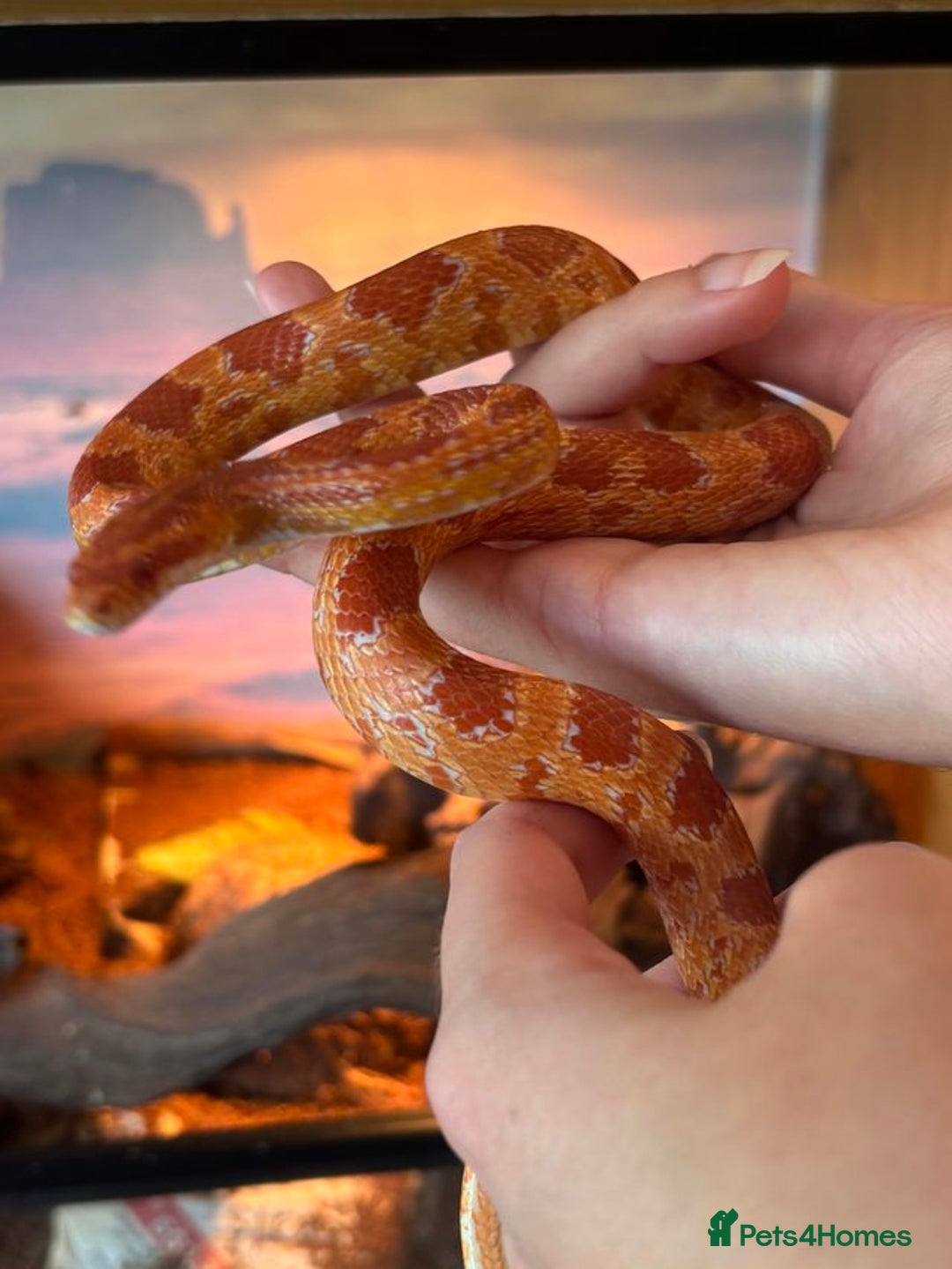 Corn Snake reptiles for sale: Corn Snake & Vivarium  - Image 2