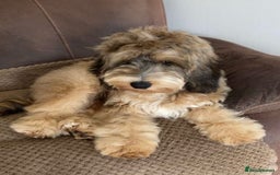 Pomapoo dogs for sale: Pomapoo Puppy - Advert 13