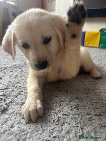 Goldador dogs - Advert 1