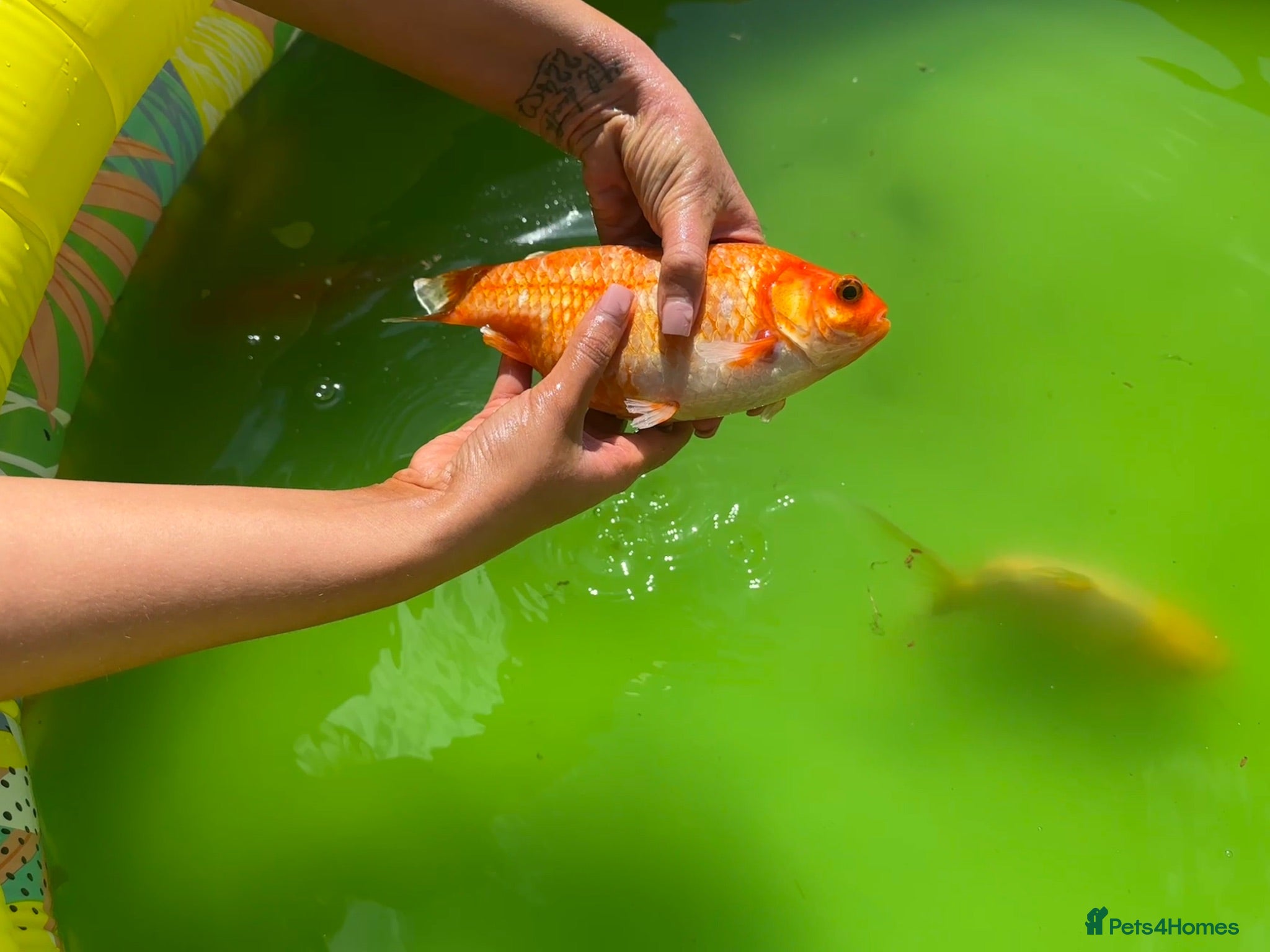 Pond Fish fish Various different pond fish  - Advert 3