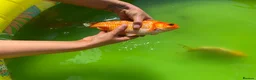 Pond Fish fish for sale: Various different pond fish  - Advert 1