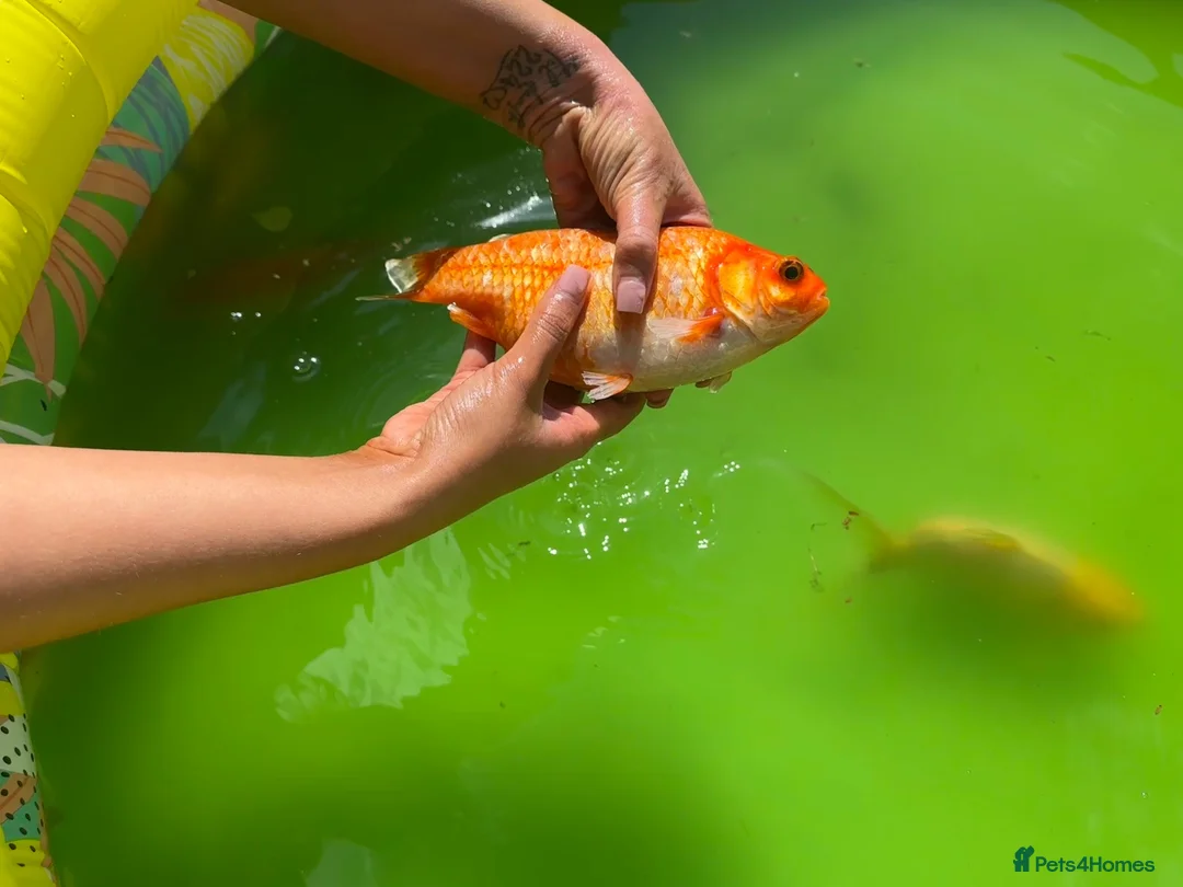Pond Fish fish for sale: Various different pond fish  - Advert 1