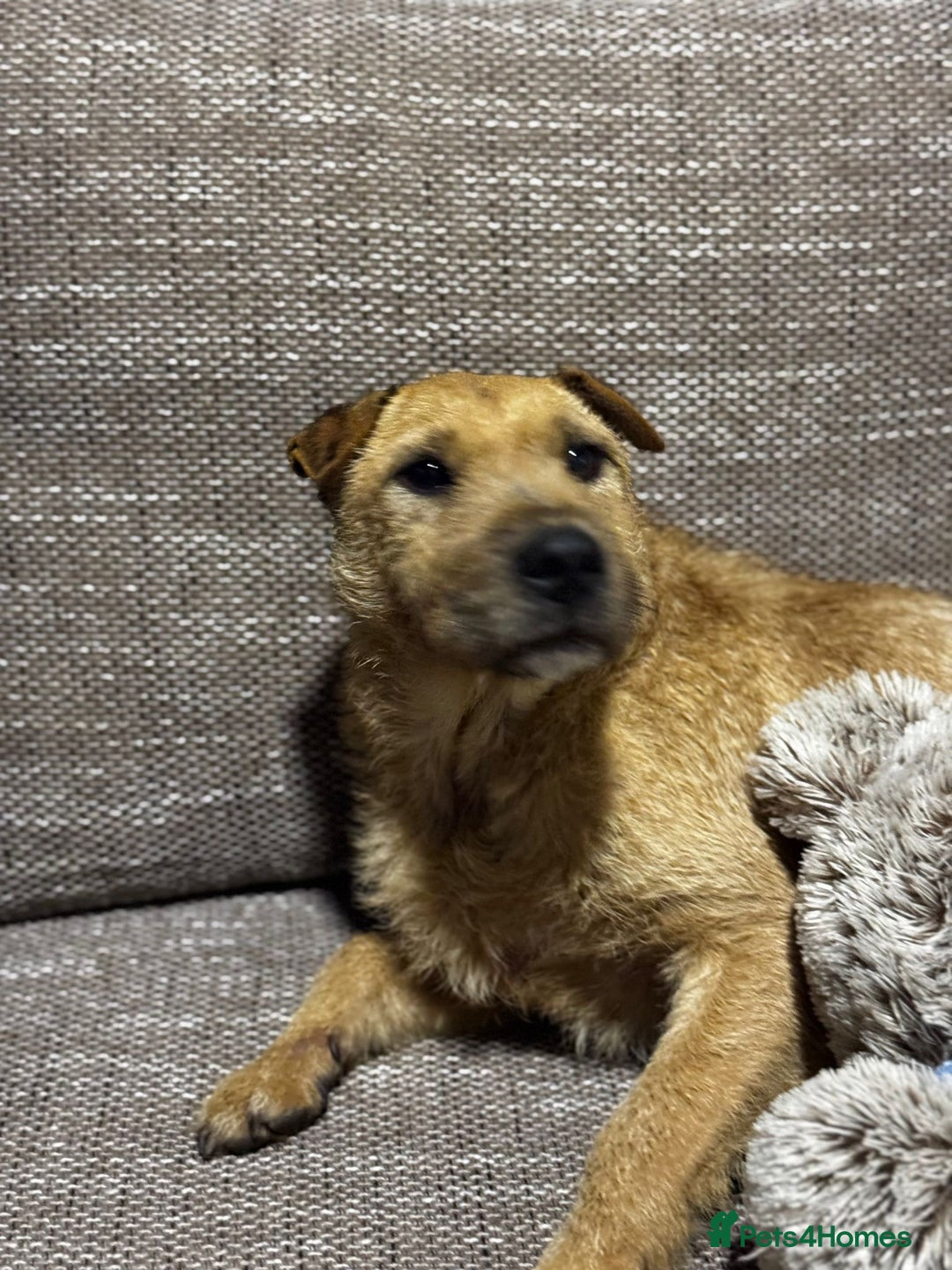 Mixed Breed dogs for adoption: Sweet Molly Needs Love  - Advert 5