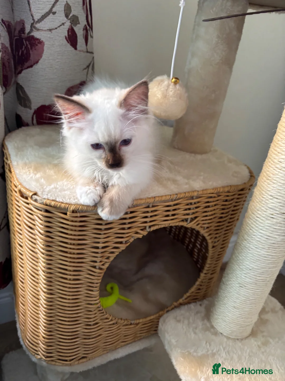 Ragdoll cats for sale: Ragdoll kitten  - Advert 4