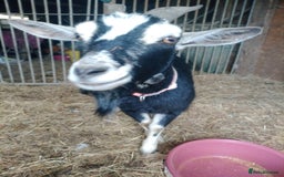 Goats livestock for sale: Goats  - Image 1