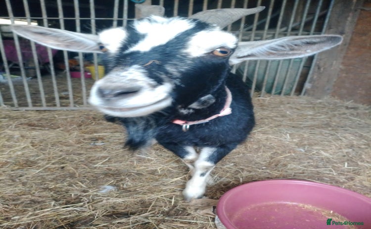 Goats livestock - Advert 2