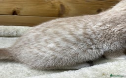 Mixed Breed cats for sale: Apricot Tabby & Peach Tortie Girl Kittens - Image 8