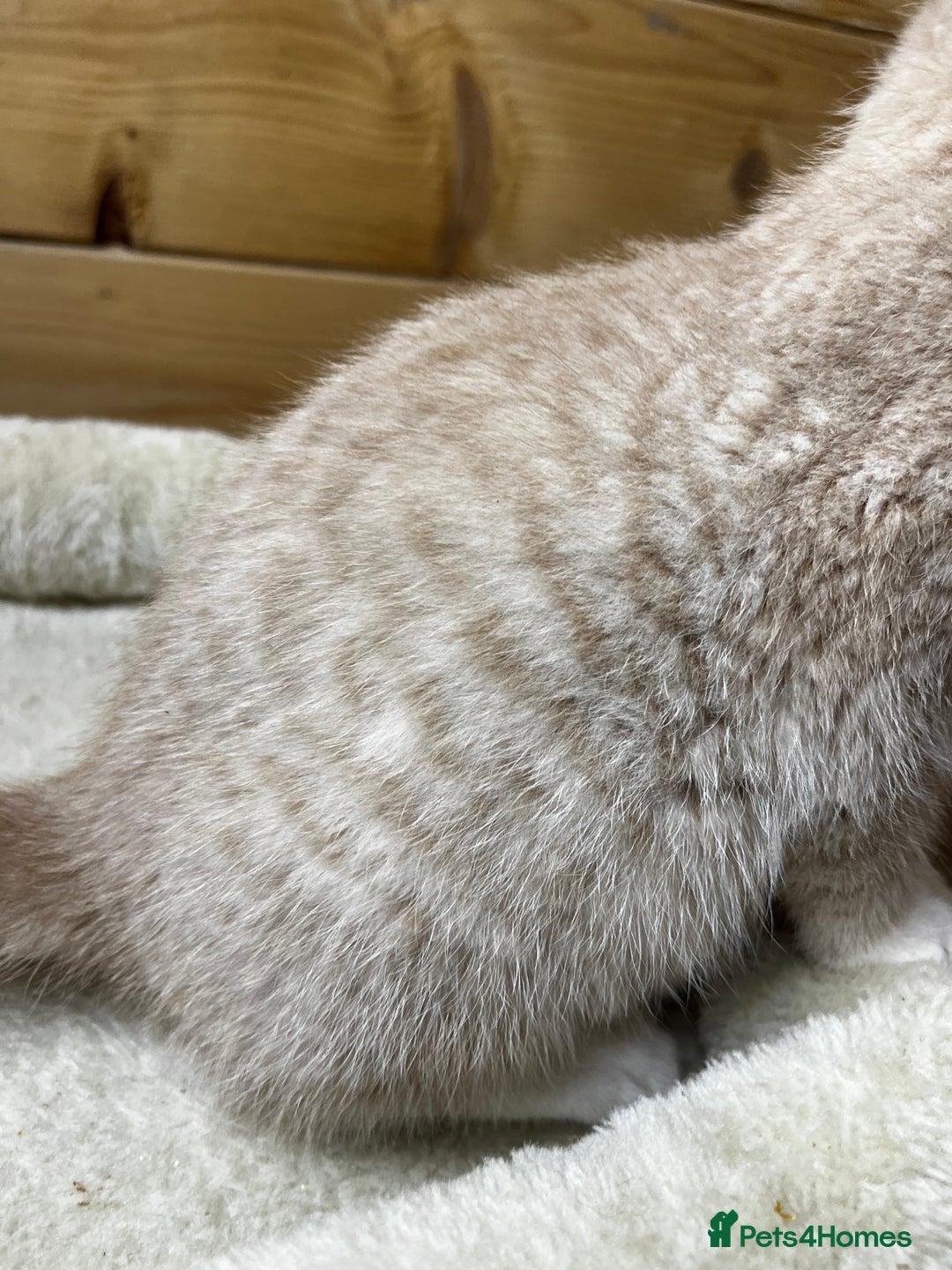 Mixed Breed cats for sale: Apricot Tabby & Peach Tortie Girl Kittens - Image 8