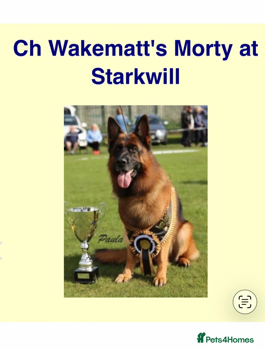 German Shepherd dogs for sale: KC ✨German shepherd puppies ready to go now - Advert 7