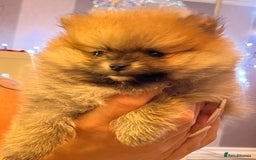 Pomeranian dogs for sale: Boy Pomeranians  - Advert 4