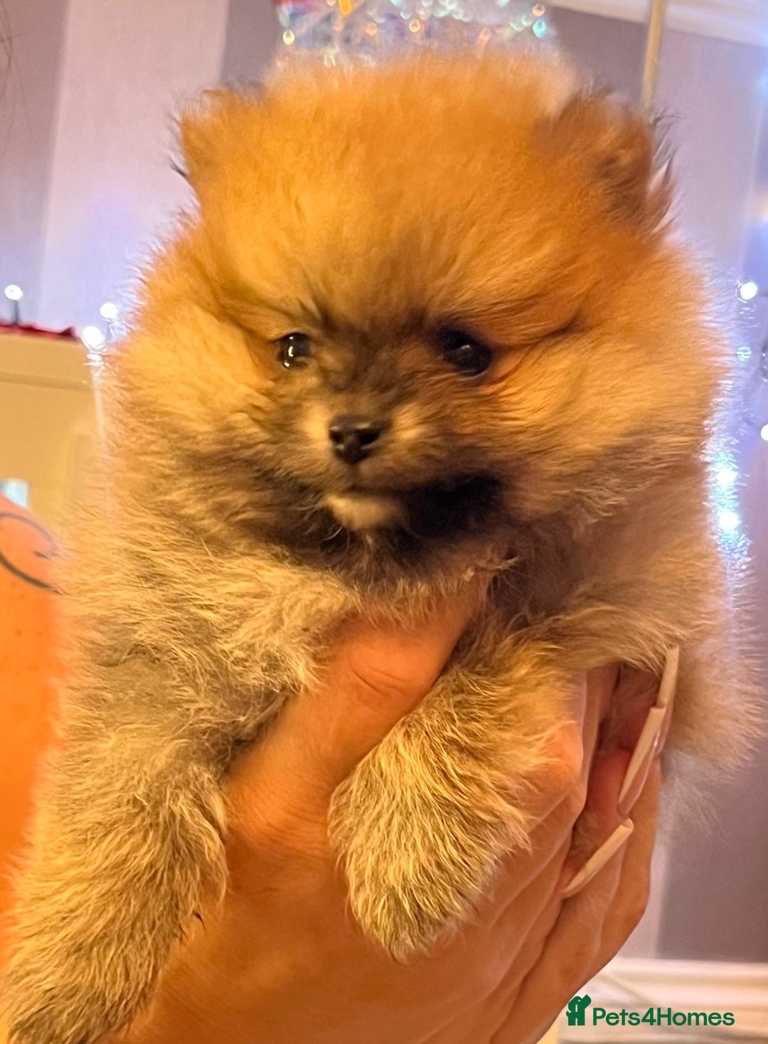 Pomeranian dogs for sale: Boy Pomeranians  - Advert 4
