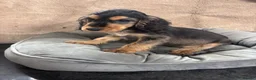 Cocker Spaniel dogs for sale: Adorable little show cocker spaniel pups  - Advert 18
