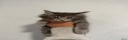 Maine Coon cats for sale: 4 beautiful and playful Maine Coon kittens - Advert 22