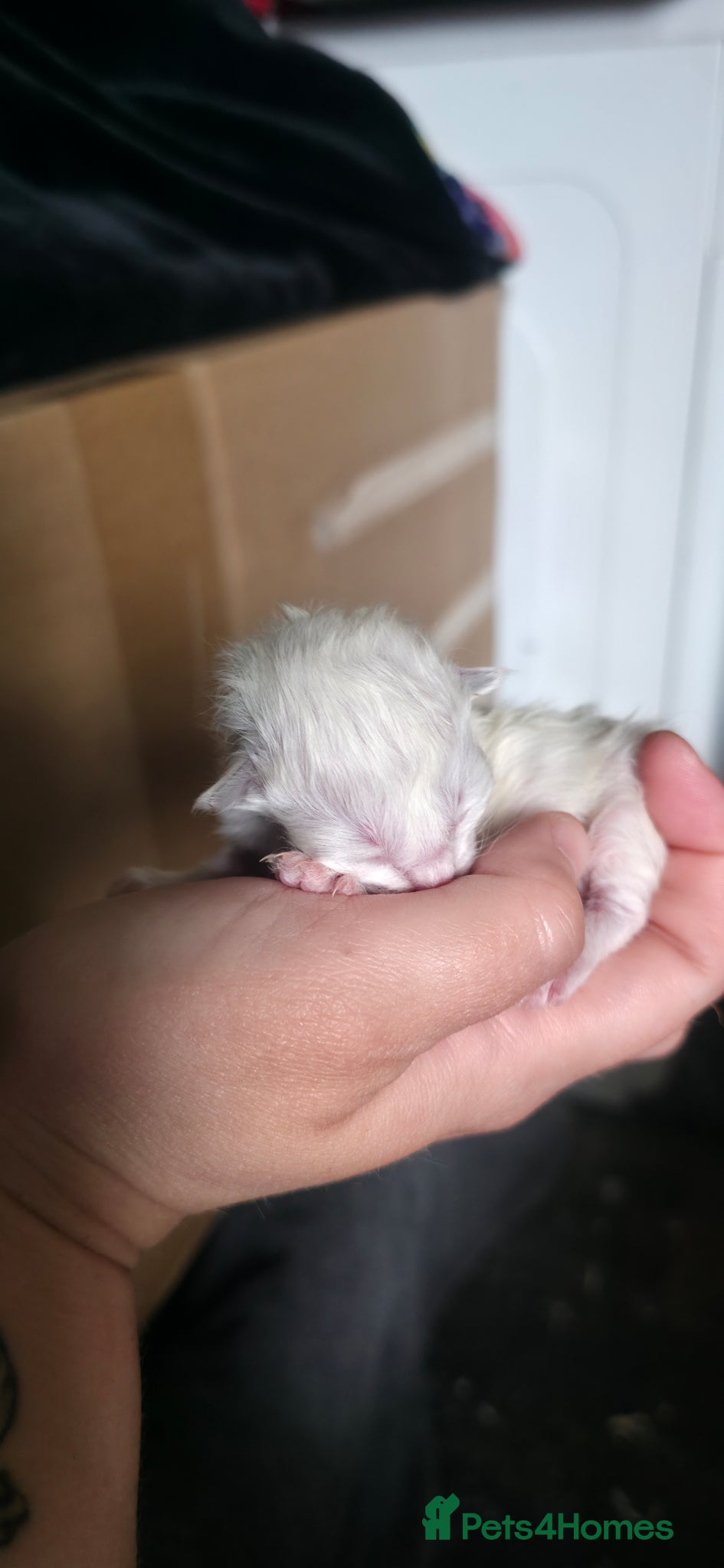 Ragdoll cats for sale: Pure Ragdoll kittens! - Advert 9
