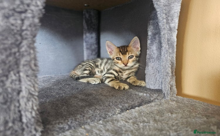 Bengal cats - Advert 2