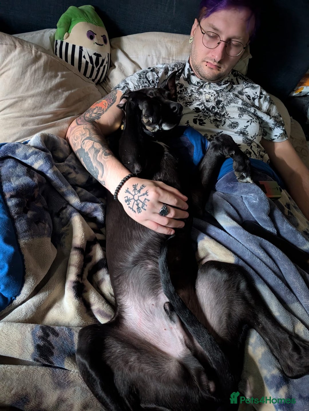 Lurcher dogs for sale: Lucifer looking for his forever home  - Advert 5