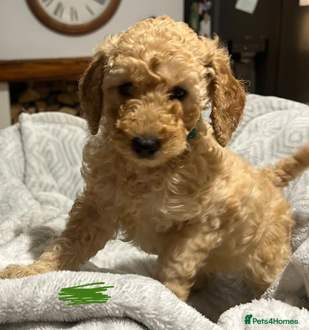 Miniature Poodle dogs for sale: KC REG MINIATURE POODLE PUPS - Advert 3