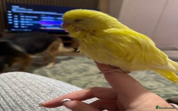 Budgerigars birds for sale: Hand reared Budgies’s  - Image 5