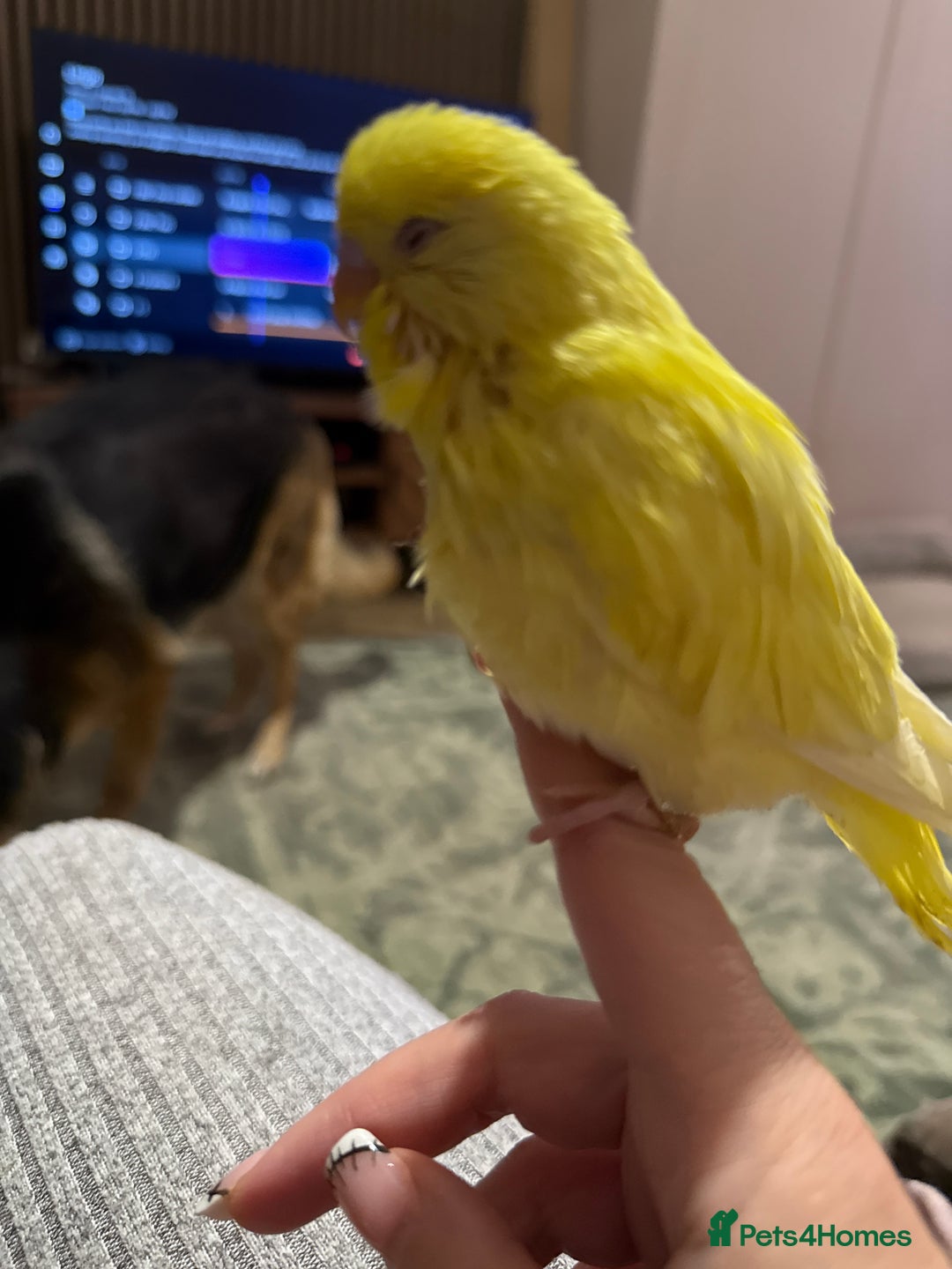 Budgerigars birds for sale: Hand reared Budgies’s  - Image 5