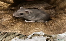 Hamster rodents for sale: Russian Dwarf Hamster Male 12 weeks - Image 3