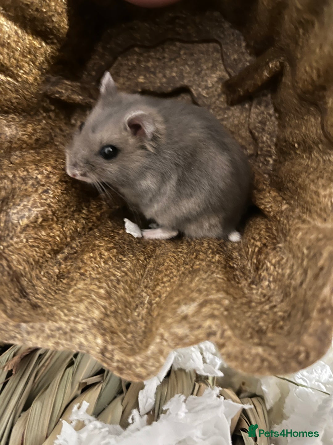Hamster rodents for sale: Russian Dwarf Hamster Male 12 weeks - Image 3