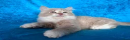 Norwegian Forest Cat cats for sale: Norwegian Forest boys - Advert 15