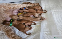 Mixed Breed dogs for sale: F2 Cockapoo's  - Image 7
