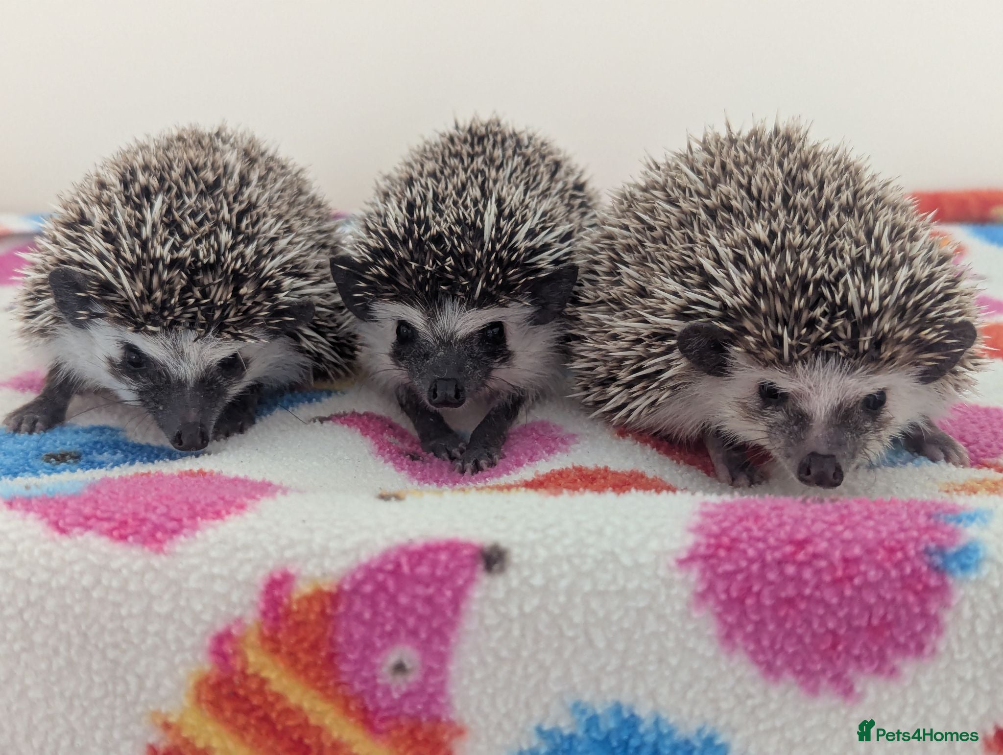 Pygmy Hedgehog rodents Lots of  REDUCED Hoglets/ READY NOW!!!! - Advert 1