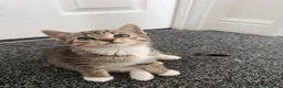 Mixed Breed cats for sale: Kittens for sale in Trimdon Station - Advert 2