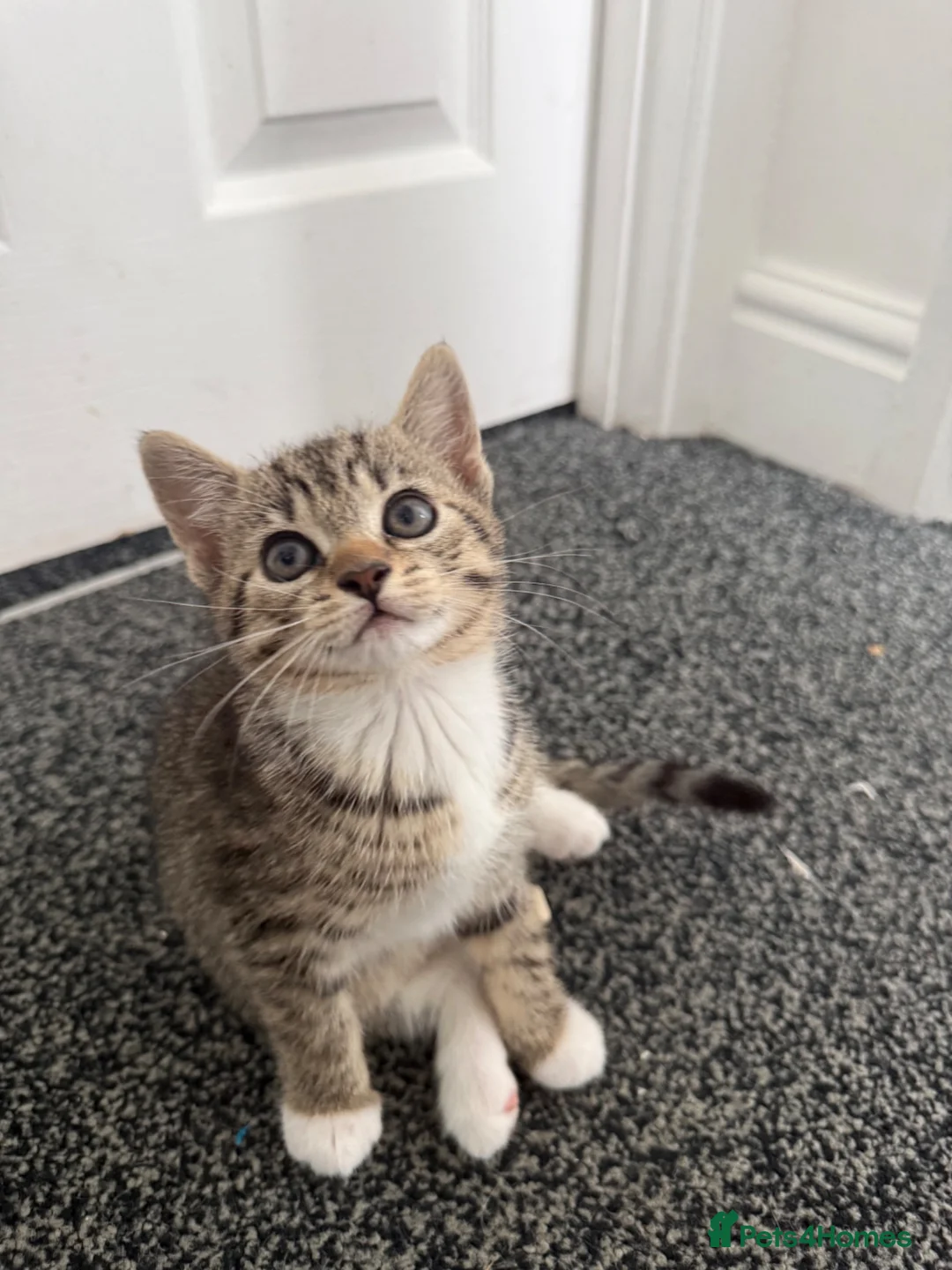 Mixed Breed cats for sale: Kittens for sale in Trimdon Station - Advert 2