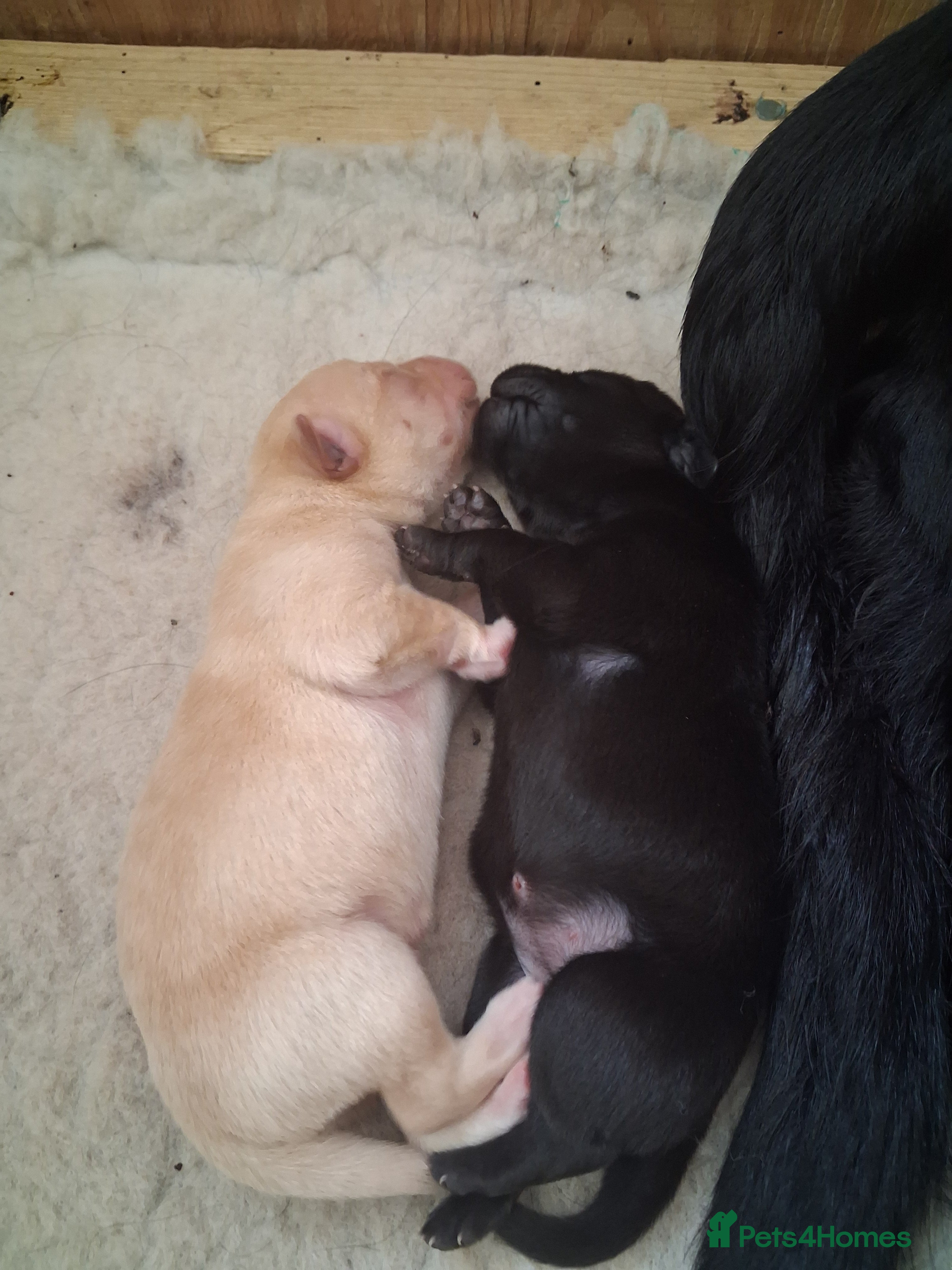 Labrador Retriever dogs Pedigree Labrador Retriever pups - Advert 2