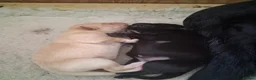 Labrador Retriever dogs for sale: Pedigree Labrador Retriever pups in Much Wenlock - Advert 2