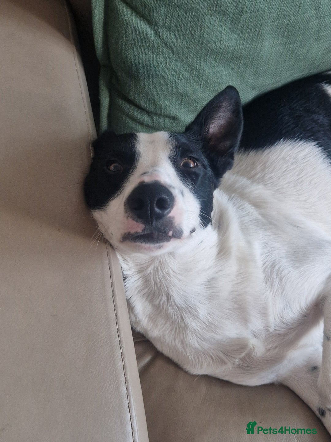 Border Collie dogs for sale: Luna aka Looney! - Advert 9