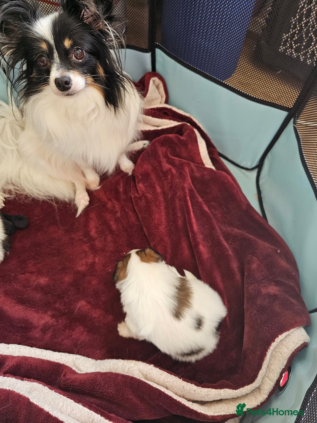 Papillon dogs for sale: Kennel Club registered tri color boy - Image 2