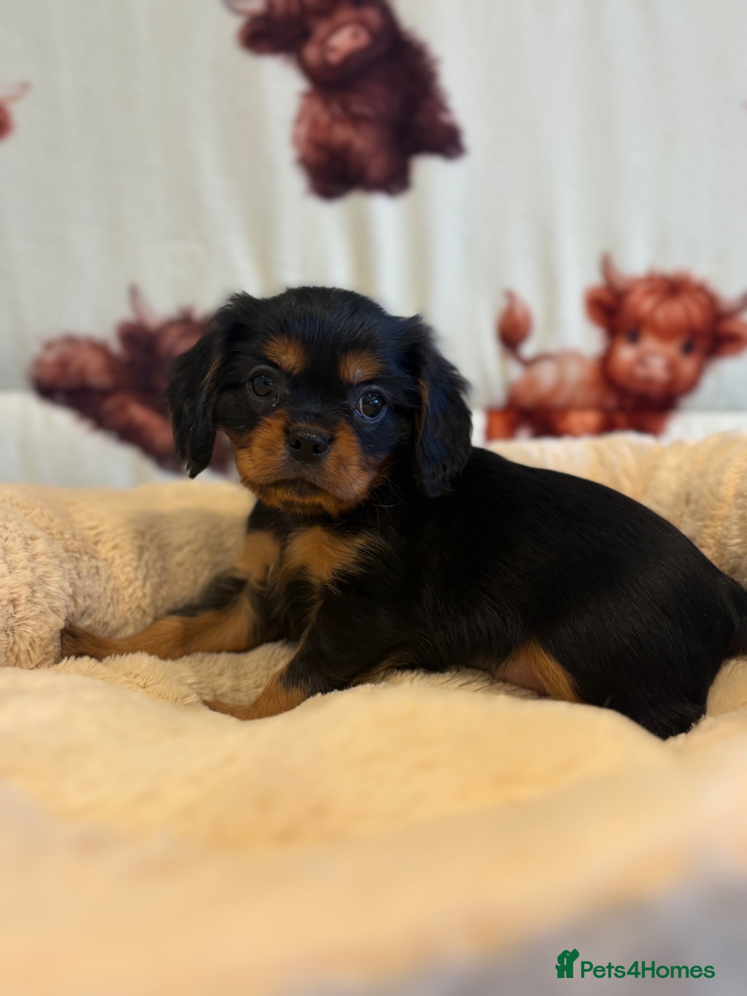 Cavalier King Charles Spaniel dogs Ready to leave next week - kc & health tested pups - Advert 2
