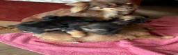Chihuahua dogs for sale: Four gorgeous Chihuahua puppies - Advert 8
