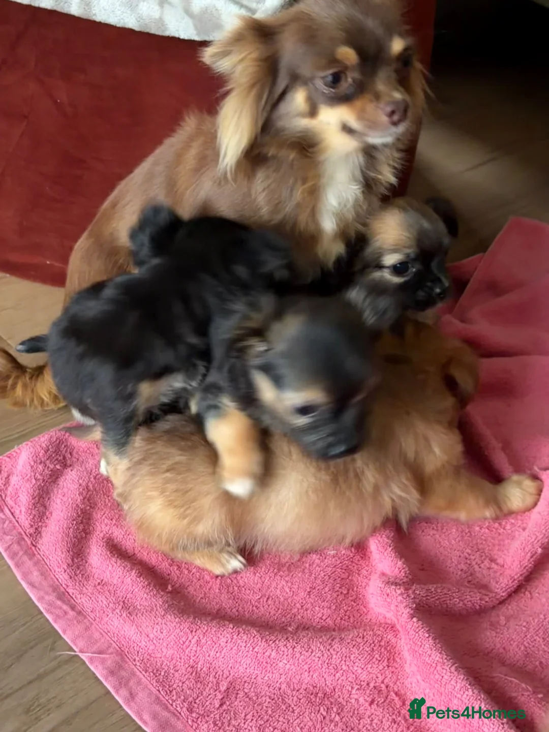 Chihuahua dogs for sale: Four gorgeous Chihuahua puppies - Advert 8