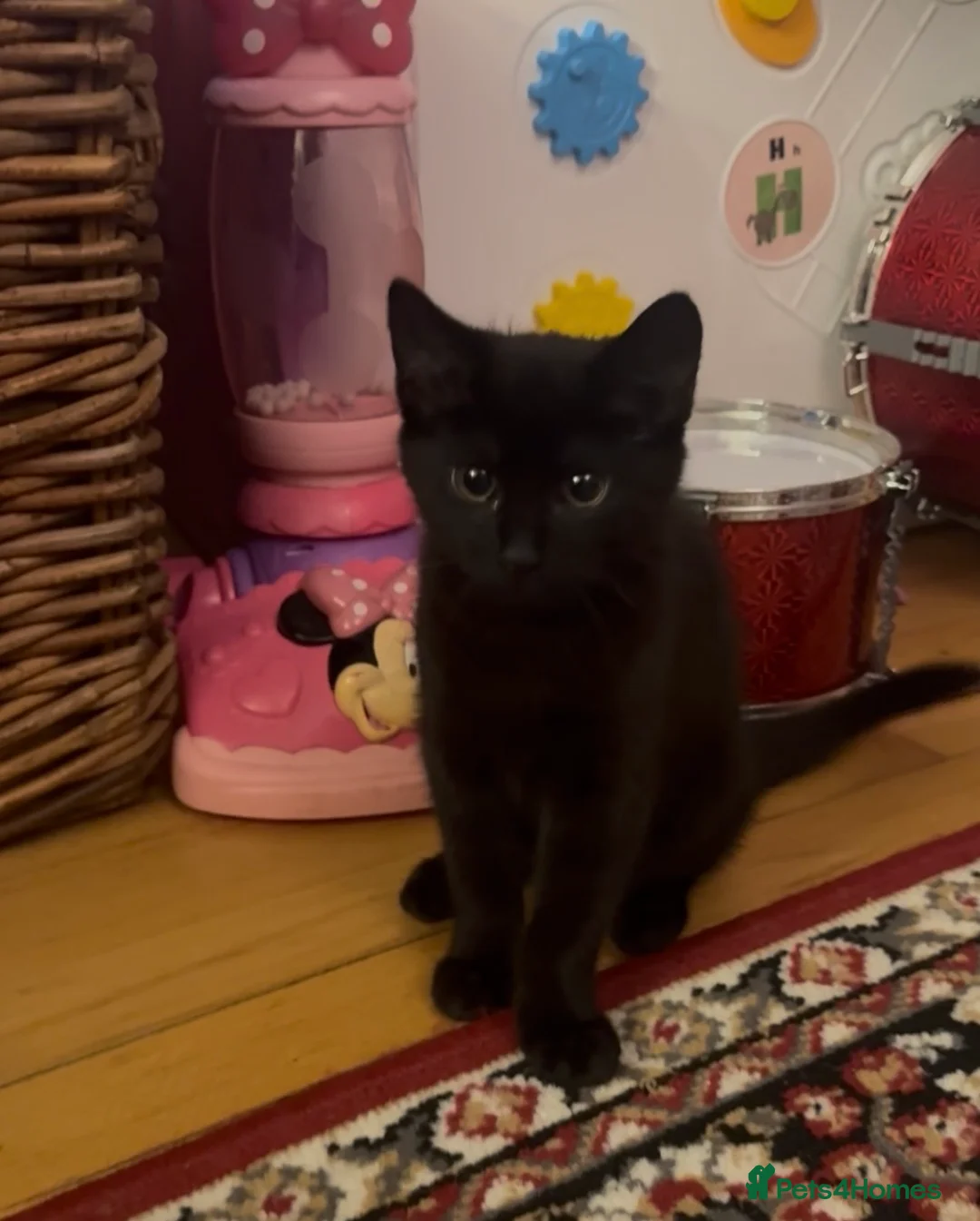 Mixed Breed cats for sale: black female - Advert 3