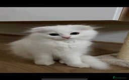 Scottish Fold cats for sale: Scottish Fold Long Hair White - Image 2