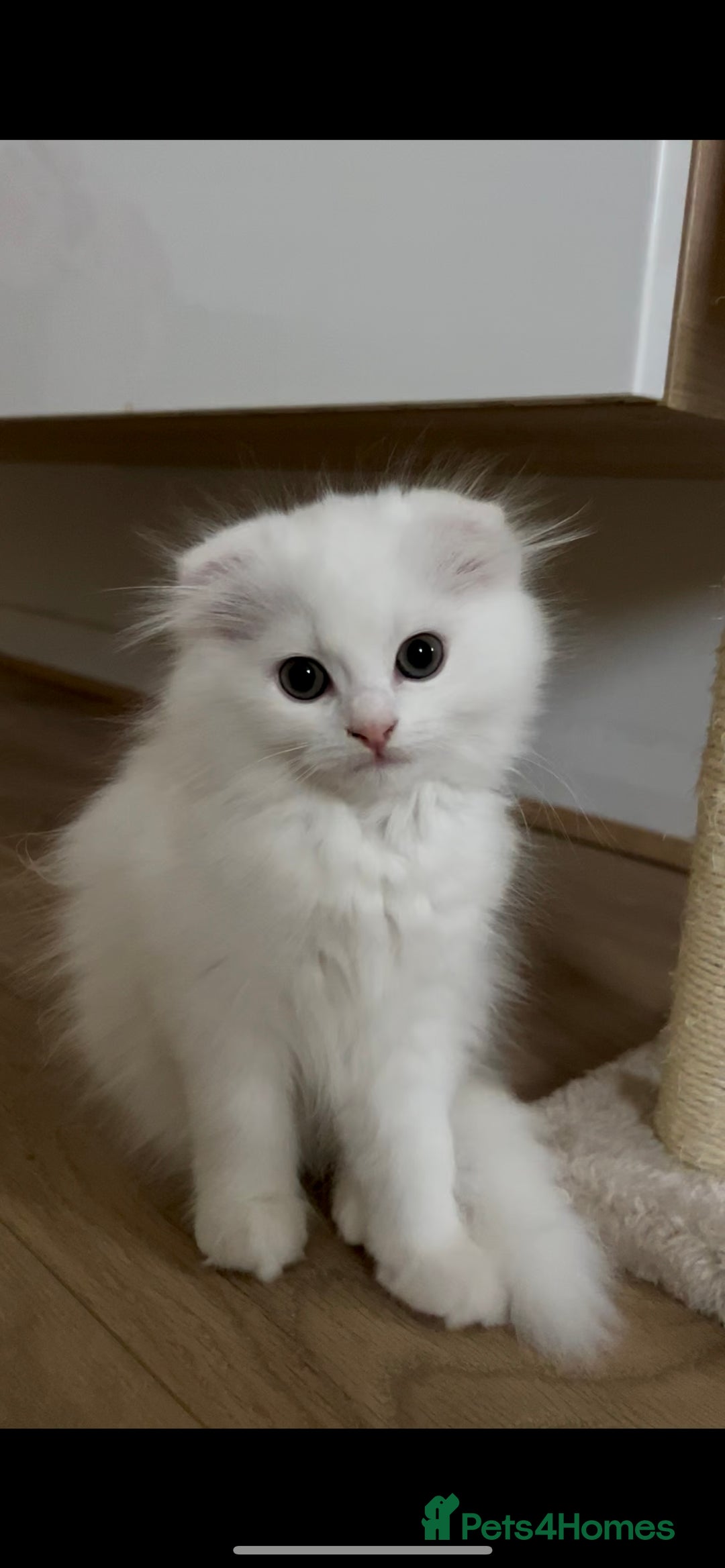 Scottish Fold cats for sale: Scottish Fold Long Hair White - Image 2