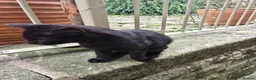 Mixed Breed cats for sale: Black barn cat - cute boy in Skipton - Advert 4